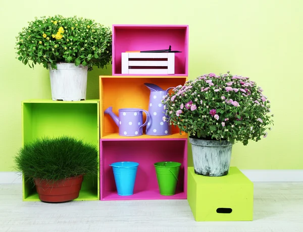 Flowers in pots with color boxes on wall background — Stock Photo, Image