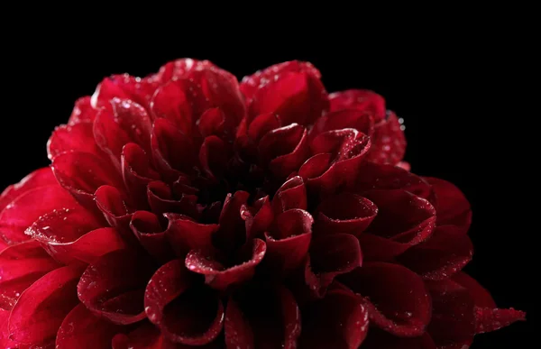 Dahlia flor, isolado em preto — Fotografia de Stock