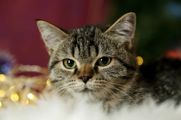 Kat met Kerstmis garland close-up — Stockfoto