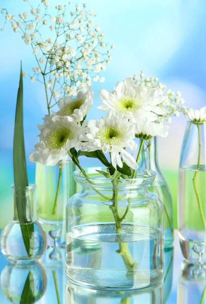 Plantas em vários recipientes de vidro em fundo natural — Fotografia de Stock