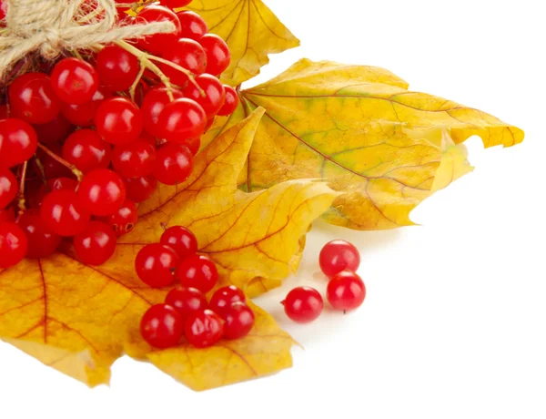 Czerwone jagody Kalina na żółty liść na białym tle — Zdjęcie stockowe