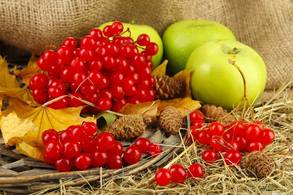 Red berries of viburnum on stand with apples on table on sackcloth background — Stock Photo, Image