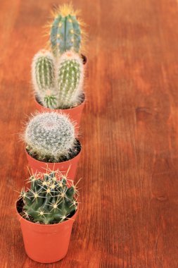 kaktüsler ahşap zemin üzerinde toplanması