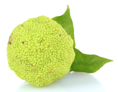 osage turuncu meyve (maclura pomifera), üzerinde beyaz izole