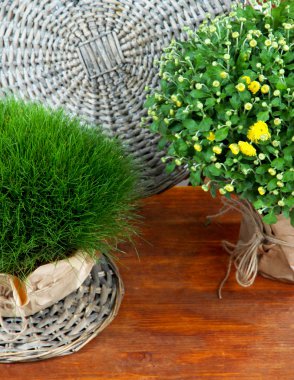 Krizantem bush ve çim tencere ve hasır stand ahşap masa üzerinde kapat