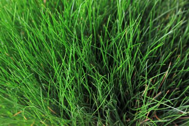 güzel yeşil çimen, close up