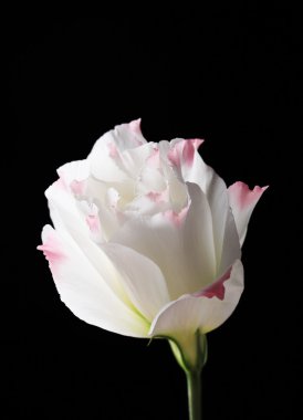 eustoma çiçek, siyah üzerine izole