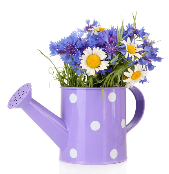 Bouquet of cornflowers and chamomiles in watering can, isolated on white — Stock Photo, Image