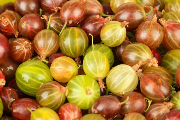 Frische Stachelbeeren isoliert auf weiß — Stockfoto