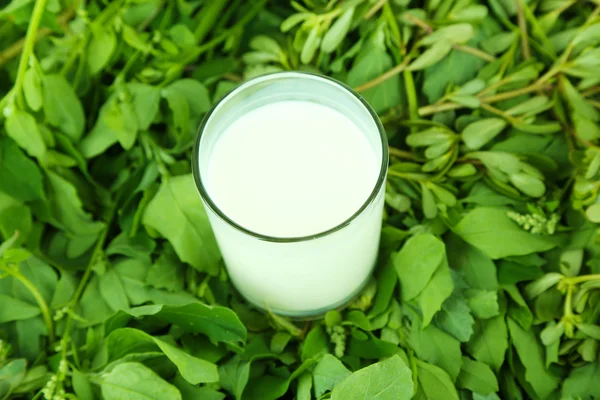 Glas mjölk på gräs — Stockfoto