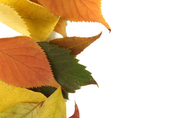 Красивые осенние листья изолированы на белом — стоковое фото
