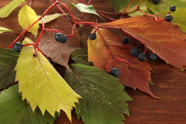 Belle foglie autunnali con bacche su sfondo di legno — Foto Stock