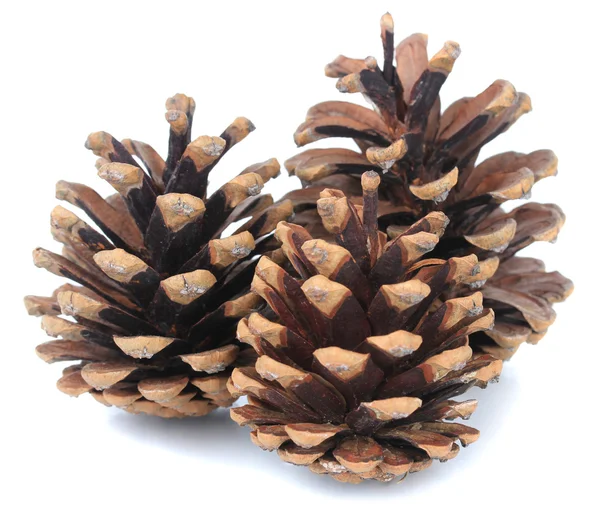 Beautiful pine cones isolated on white — Stock Photo, Image