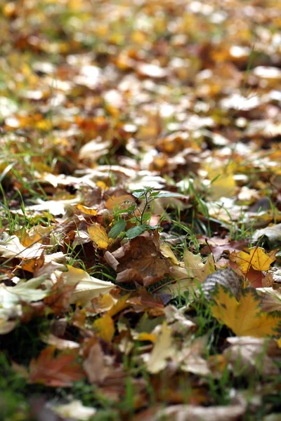 Maple leaves in park, close-up — Stock Photo, Image