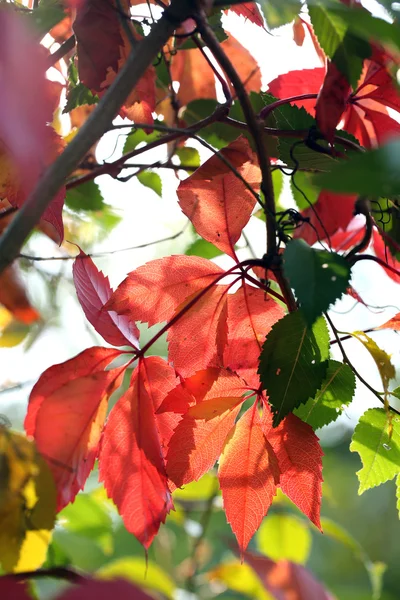 Red leaves on bright background — Stock Photo, Image