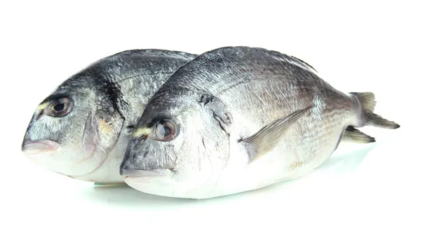 多拉多鱼上白色隔离 — 图库照片
