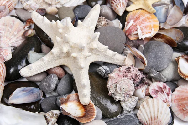 海の石や貝殻をクローズ アップ — ストック写真