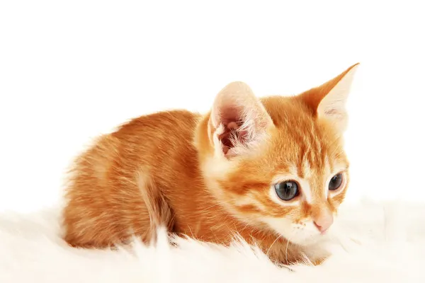Sevimli küçük kırmızı kedi yavrusu beyazda soyutlanmış. — Stok fotoğraf