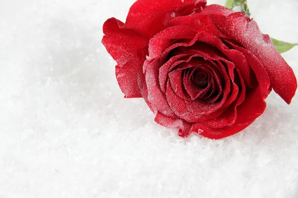 Rosa vermelha no fundo da neve — Fotografia de Stock