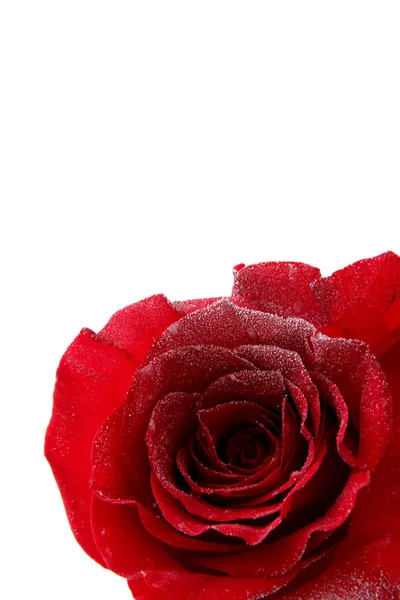 Rosa rossa su fondo neve — Foto Stock