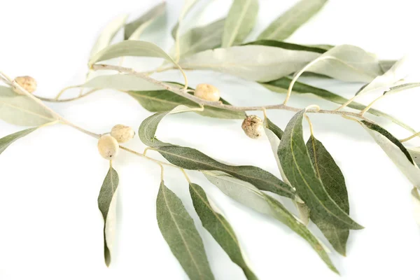 Olive branch isolated on white — Stock Photo, Image