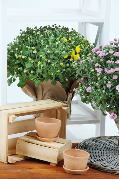 Arbustos de crisantemo en macetas en estante y en la mesa —  Fotos de Stock