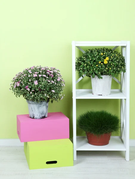 Flowers in pots with color boxes on shelves on wall background — Stock Photo, Image