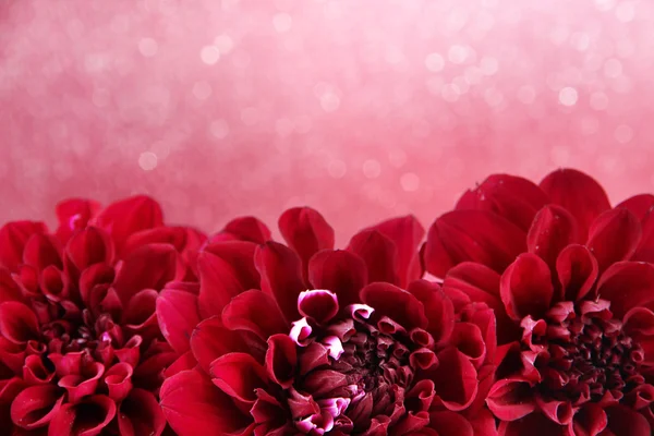 Flores Dahlia, em fundo de cor — Fotografia de Stock