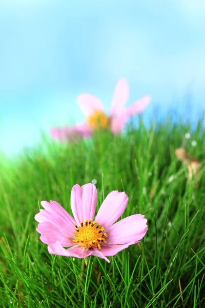 Bellissimi fiori rosa su erba verde, su sfondo blu — Foto Stock