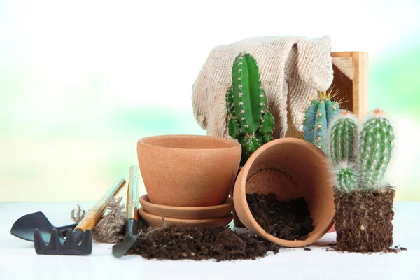 Beautiful cactuses, empty flowerpots and soil, close up — Stock Photo, Image
