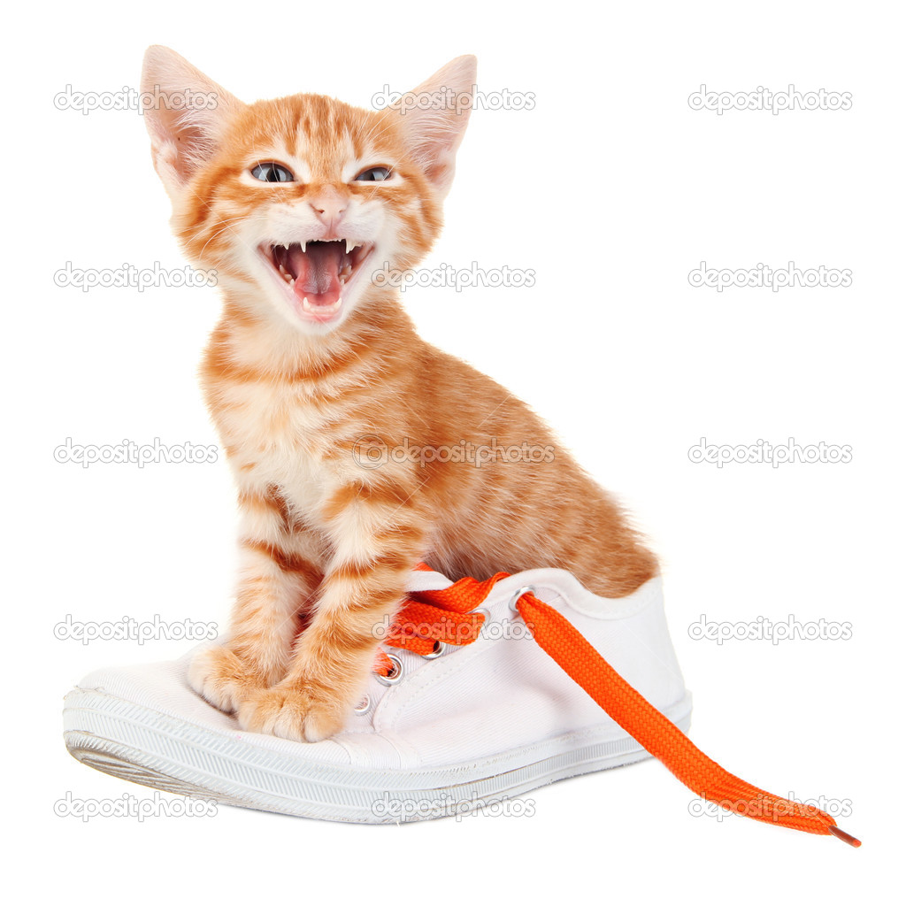 Cute little red kitten in shoes isolated on white