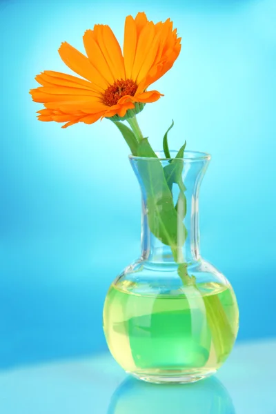 Blume im Reagenzglas auf hellblauem Hintergrund — Stockfoto