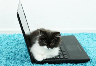 küçük sevimli bir yavru kedi ve dizüstü