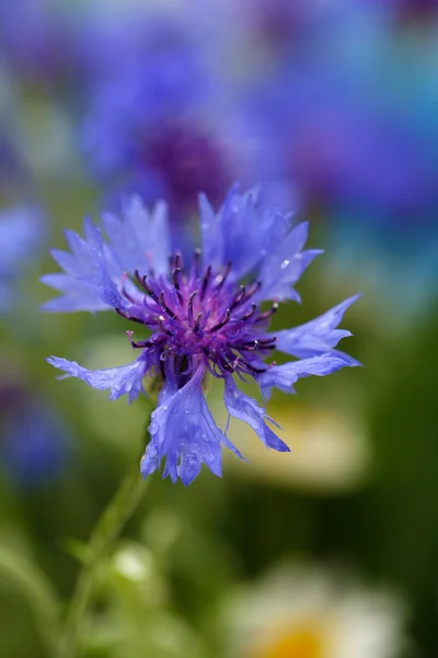 Beautiful cornflower, outdoors — Stock Photo, Image