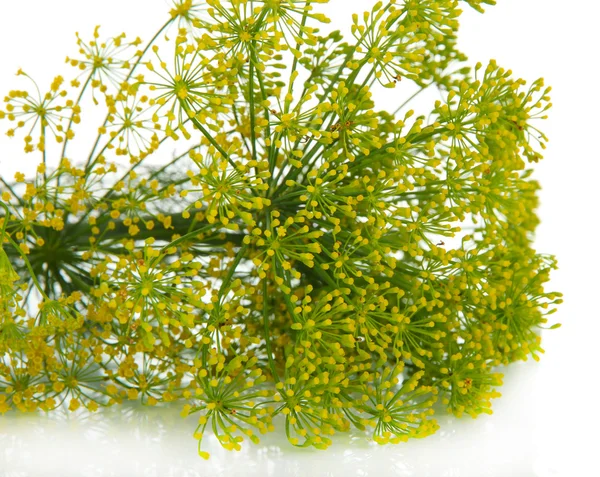 Dill flower isolated on white — Stock Photo, Image