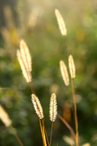 Autumnal background — Stock Photo, Image