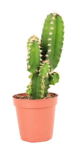 Cactus en pot de fleurs, isolé sur fond blanc — Photo