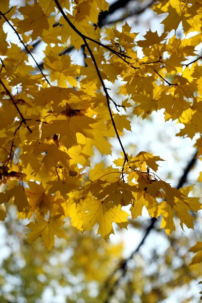 Autumnal background — Stock Photo, Image