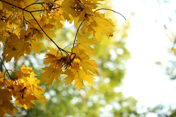 Autumnal background — Stock Photo, Image