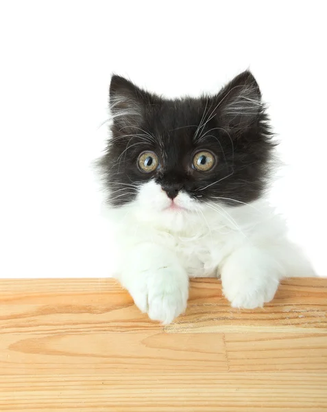 Küçük şirin kedi yavrusu ile üzerine beyaz izole boş tahta — Stok fotoğraf