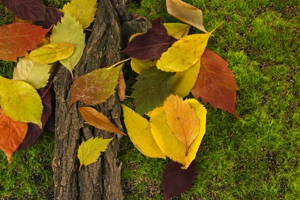Gyönyörű őszi levelek fakéreggel borított moha háttér — Stock Fotó