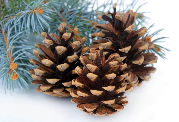 Lindos cones de pinheiro isolados em branco — Fotografia de Stock