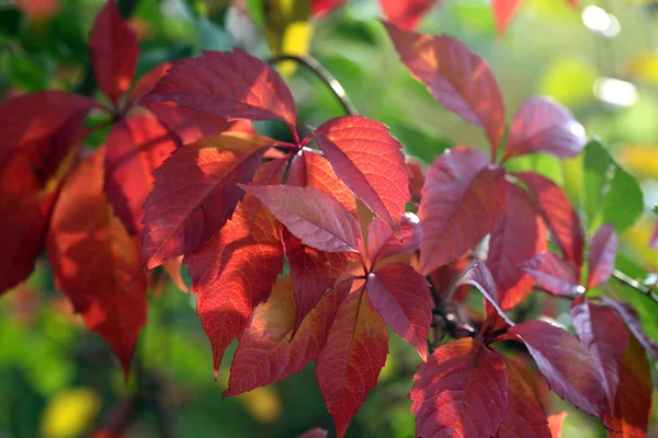 Red leaves on bright background — Stock Photo, Image