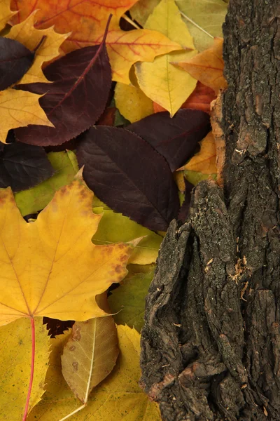 Hermosas hojas de otoño con corteza de cerca — Foto de Stock