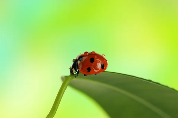 Bella coccinella su foglia verde — Foto Stock