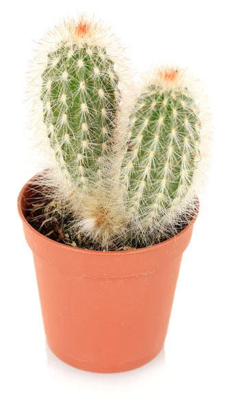 Cactus in bloempot, geïsoleerd op witte achtergrond — Stockfoto