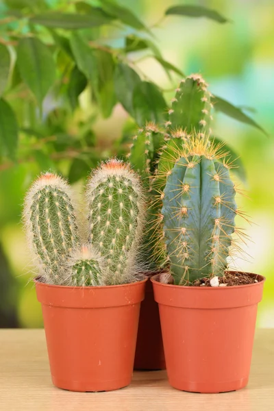 Collectie van cactussen, op natuurlijke achtergrond — Stockfoto