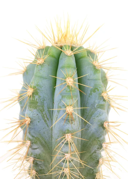 Cactus isolated on white Stock Photo