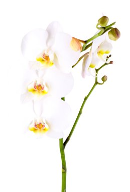 beyaz izole yumuşak güzel orkide
