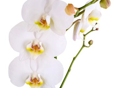 beyaz izole yumuşak güzel orkide